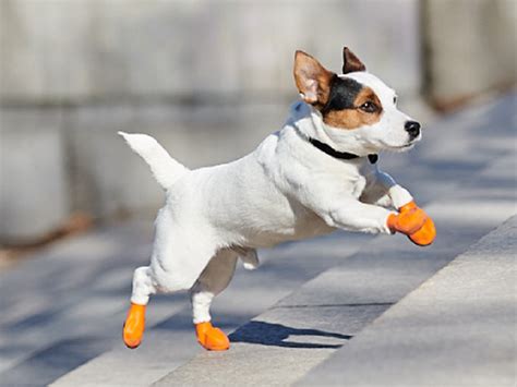 dog shoes for hot weather